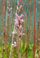 Francoa ramosa 